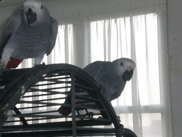 pappagalli parlanti