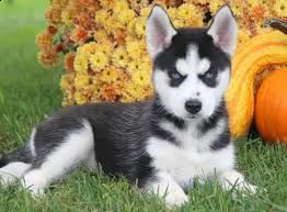 splendidi cuccioli di blue eyes siberian husky in vendita. saranno ottimi animali domestici per la f