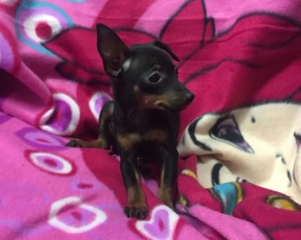 cuccioli di pinscher | Foto 0