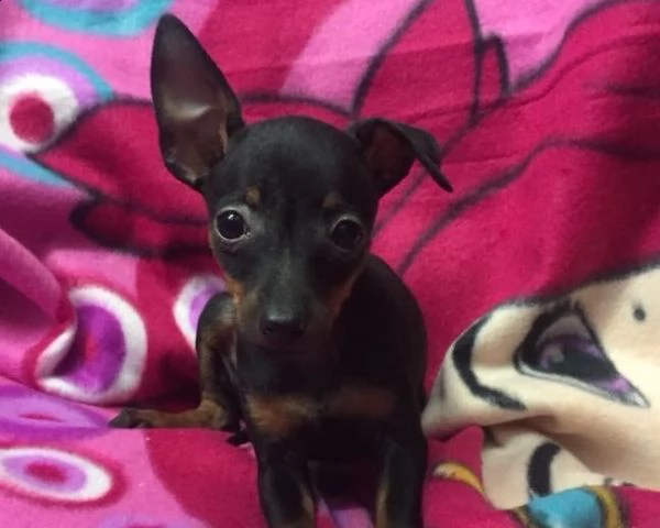 cuccioli di pinscher