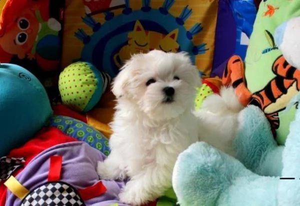 regalo maltese toy cuccioli disponibile per l'adozione adorabili