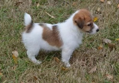 in adozione cucciolata di shih tzu prestigiosa e favolosi cucciolato e cucciolata di shih tzu , favo | Foto 0