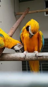 vuoi delle fertili uova di ara | Foto 0