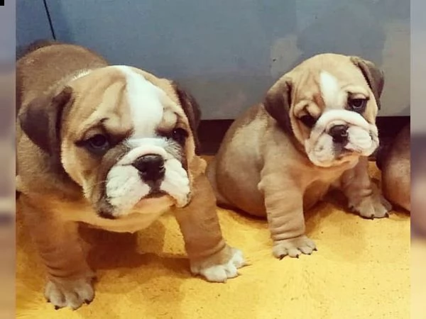02 bellissimi cuccioli bulldog inglese/ maschio e femmina