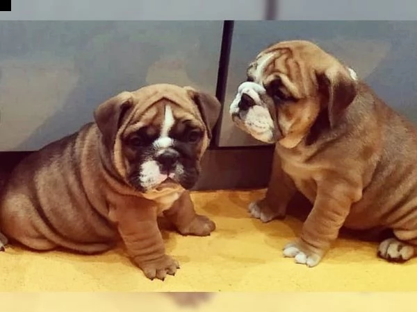 02 bellissimi cuccioli bulldog inglese/ maschio e femmina | Foto 1