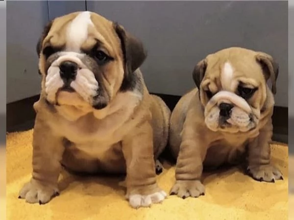 02 bellissimi cuccioli bulldog inglese/ maschio e femmina | Foto 0