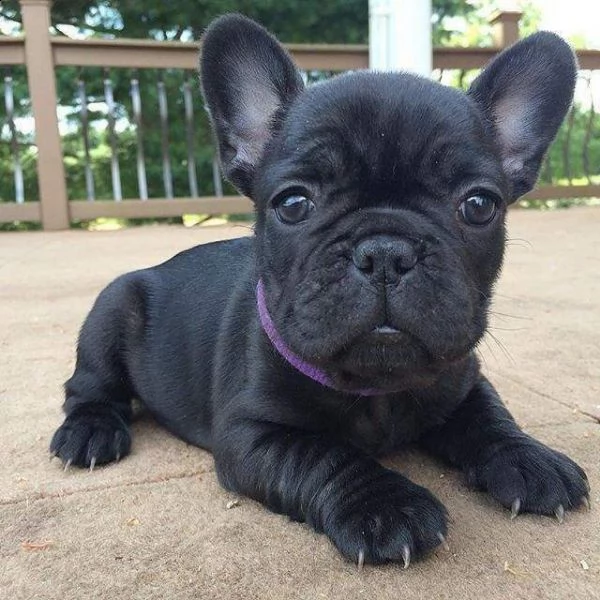 cuccioli di bulldog francese maschio e femmina taglia nana adesso hanno 70 giorni disponibili da sub