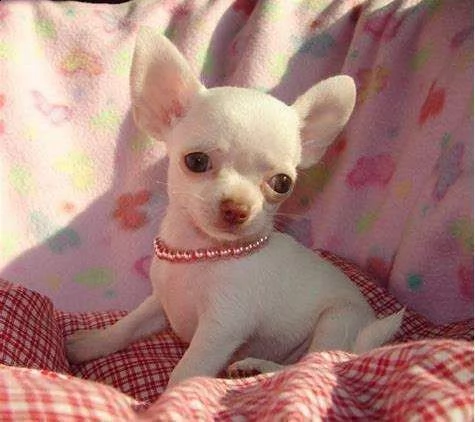 bellissimo cucciolo di chihuahua pasador bianchissimi e piccolissimissimi 