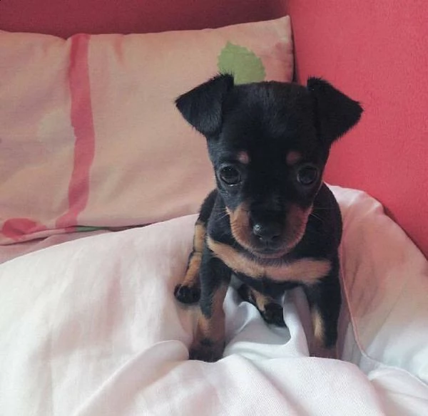 cucciolo di pincher toy piccolissimi e felicissimidi 80 giorni sia maschi che femmina