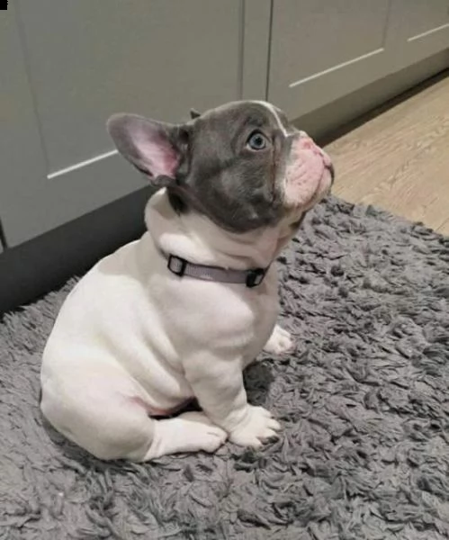 vendo cucciolo di bulldog francese razza pura in ottima salute