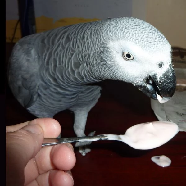 pappagalli grigi africani per adozione | Foto 1