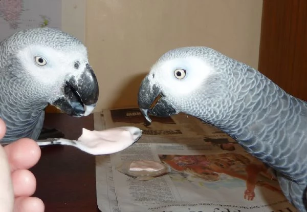 pappagalli grigi africani per adozione | Foto 0