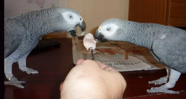 pappagalli grigi africani per adozione