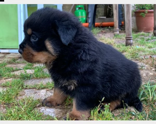 cuccioli di rottweiler