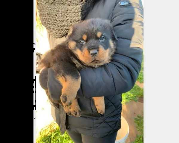 cuccioli di rottweiler | Foto 0