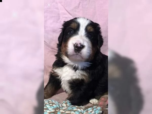 cuccioli del bernese mountain