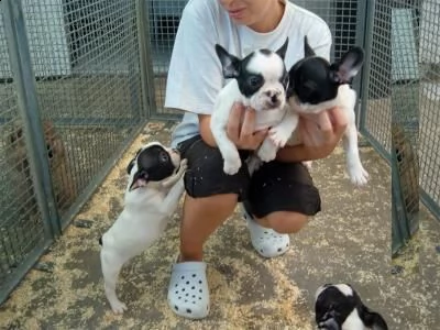 regalo maschio e femmina bouledogue francese con pedigree