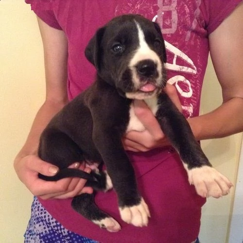 adorabili cuccioli di alano femminucce e maschietti disponibili per l'adozione gratuita