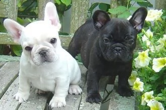 disponibili bellissimi cuccioli di bulldog francese