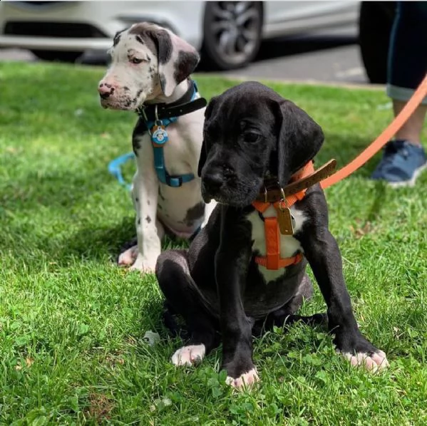 abbiamo adorabili cuccioli di alano sia maschi che femmine che sono alla ricerca di una casa et