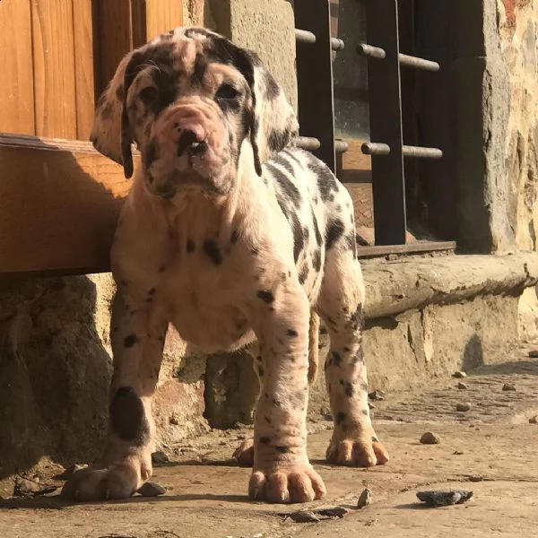 due cucciolo alano sono entrambi molto affettuosi
