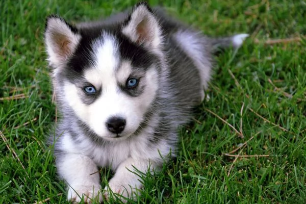 regalo husky cuccioli disponible per l'adozione