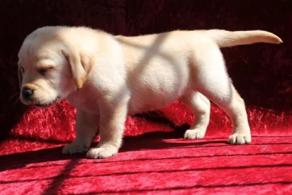 regalo labrador cioccolato cuccioli!!