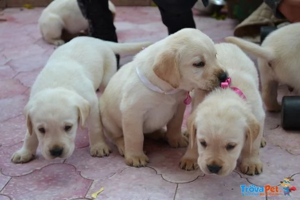 cuccioli di labrador. abbiamo un maschio e due femmine