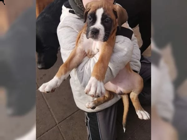 cani boxer attraenti di bishopp 1