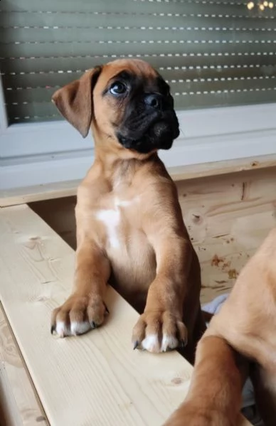 cani boxer attraenti di bishopp 1 | Foto 1