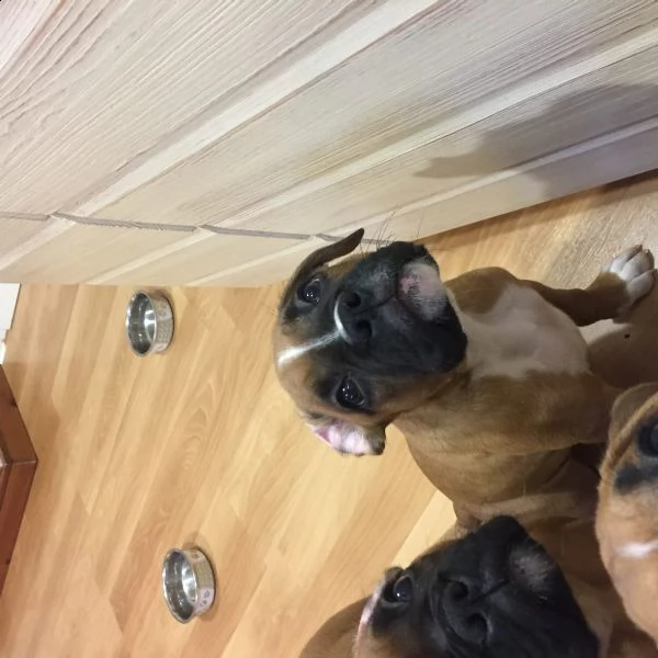 cani boxer attraenti di bishopp 1 | Foto 0