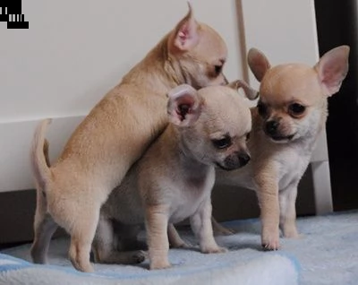 chihuahua cuccioli