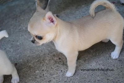 chihuahua cuccioli | Foto 2