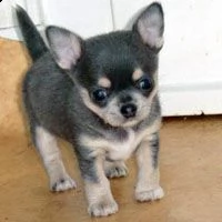 chihuahua cuccioli | Foto 1
