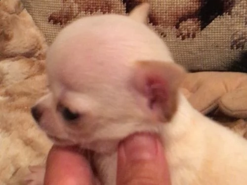 chihuahua cuccioli | Foto 0
