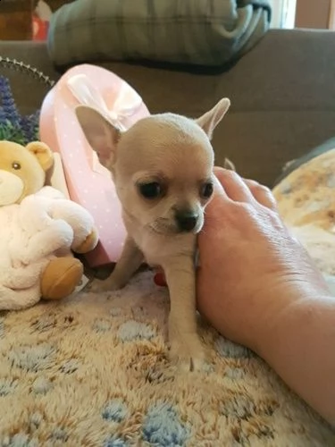 cedo chihuahua cuccioli | Foto 2