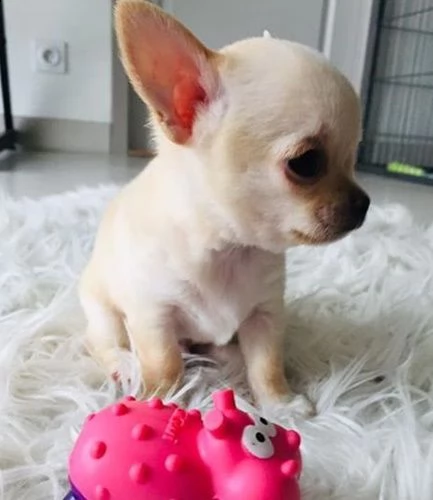 cedo chihuahua cuccioli