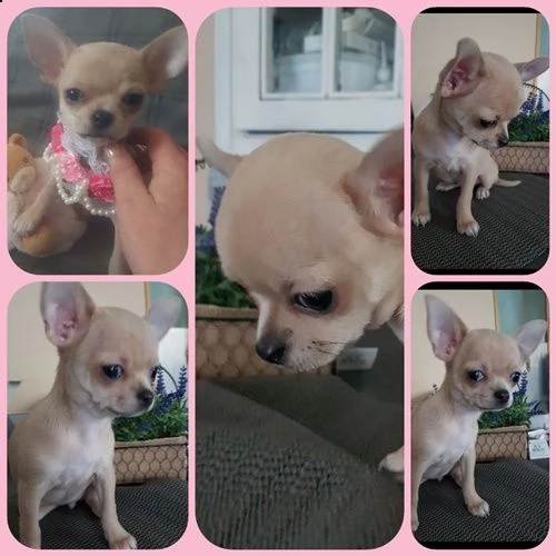cedo chihuahua cuccioli | Foto 1