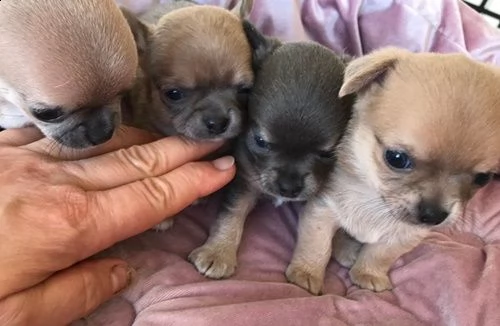 cedo chihuahua cuccioli | Foto 0