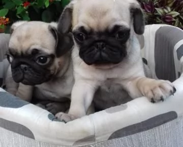 cuccioli razza carlino
