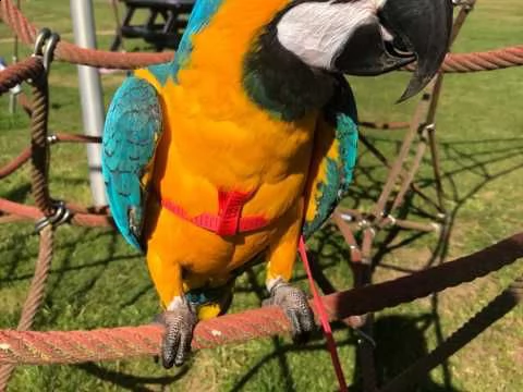 disponibile simpaticcissimi e dolcissimi pappagalli | Foto 0