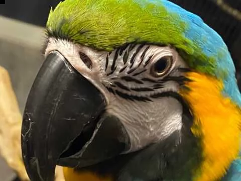 disponibile simpaticcissimi e dolcissimi pappagalli