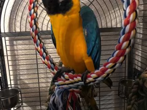 intero allevamento di pappagalli parlanti