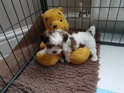 cuccioletto di shitzu | Foto 0