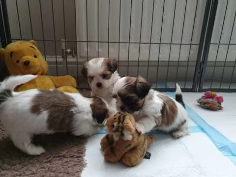 cucciolata di shitzu mini toy