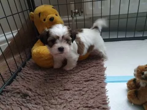 disponibile cucciolo di shitzu 76 | Foto 0