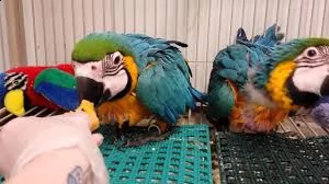 belle giovani coppie giacinto are