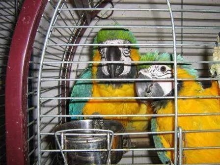 1coppie adulti di pappagalli amazzoni cenerini ara 