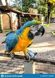 2coppie adulti di pappagalli amazzoni cenerini ara 
