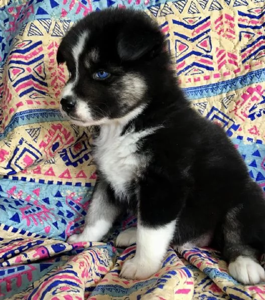 due cuccioli di husky siberiano disponibili. | Foto 0